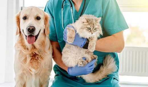 A veterinarian sits next to a dog and holds a cat.