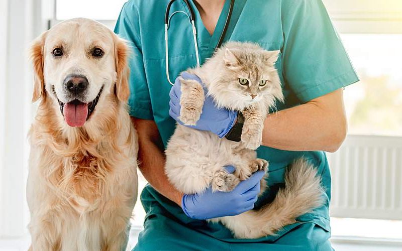 A veterinarian sits next to a dog and holds a cat.