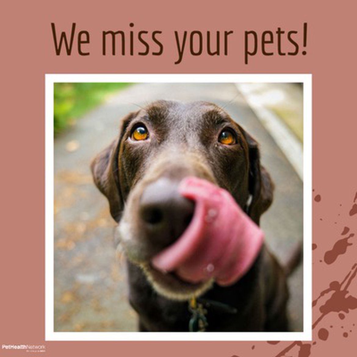 Social media post for veterinary practices to share about how they miss their clients' pets.