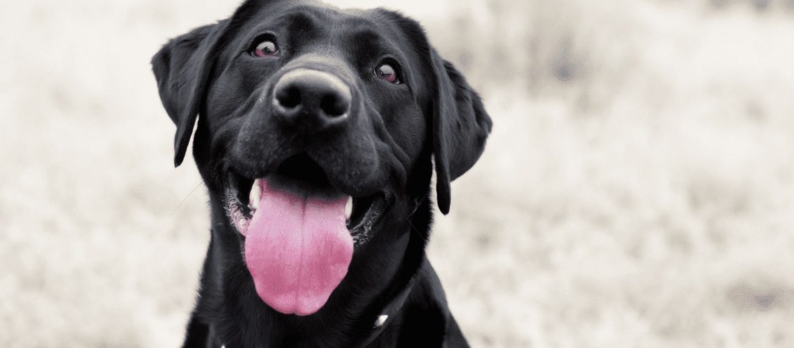 Black Labrador dog looking up.