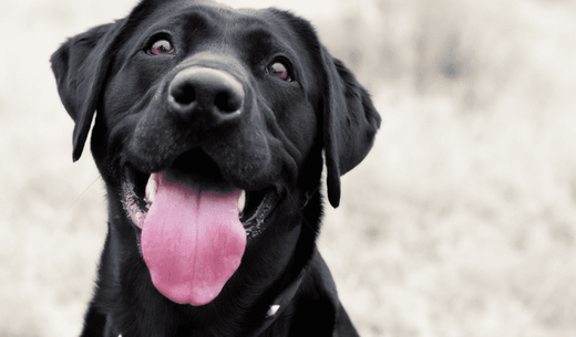 Black Labrador dog looking up.