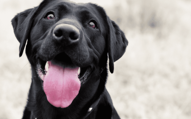 Black Labrador dog looking up.