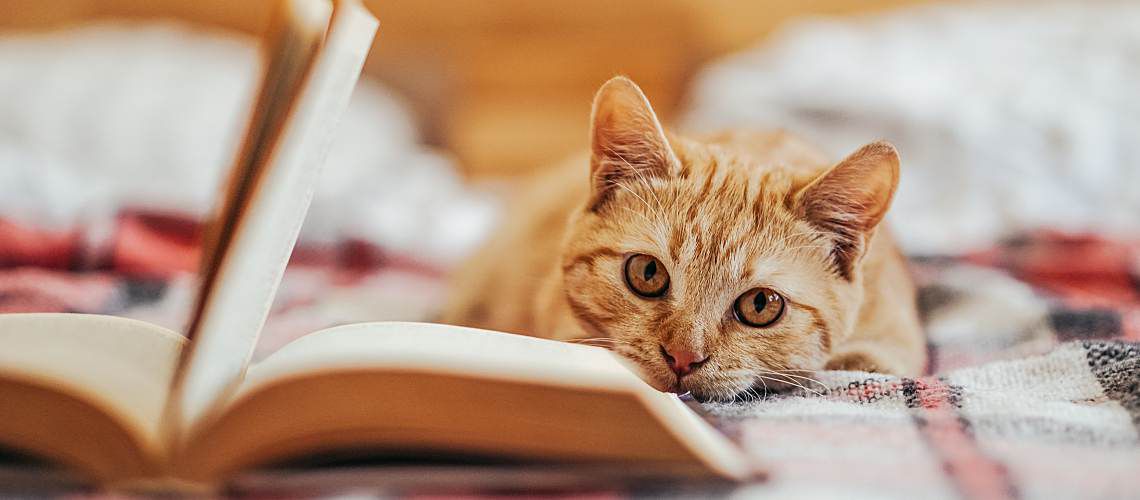 Cat relaxing on bed next to an open book.