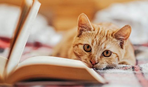 Cat relaxing on bed next to an open book.