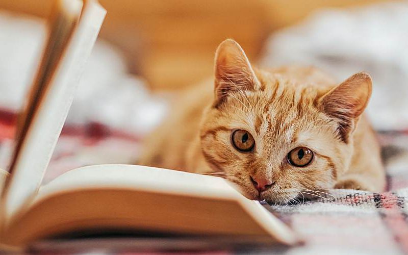 Cat relaxing on bed next to an open book.