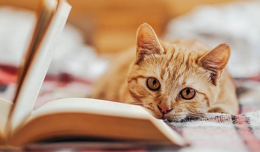 Cat relaxing on bed next to an open book.