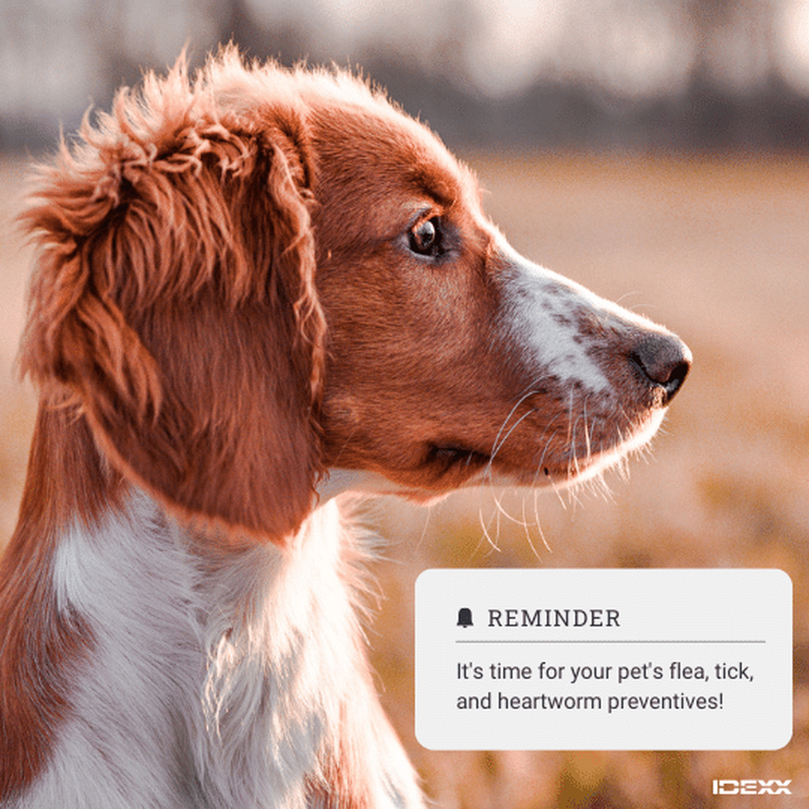 Social media post educating on heartworm preventives.