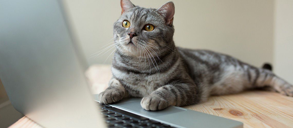A gray cat looking at laptop screen.