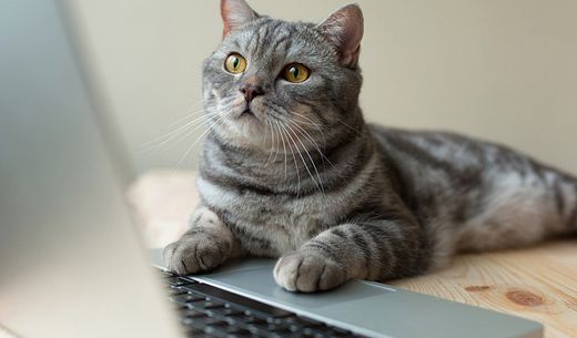 A gray cat looking at laptop screen.