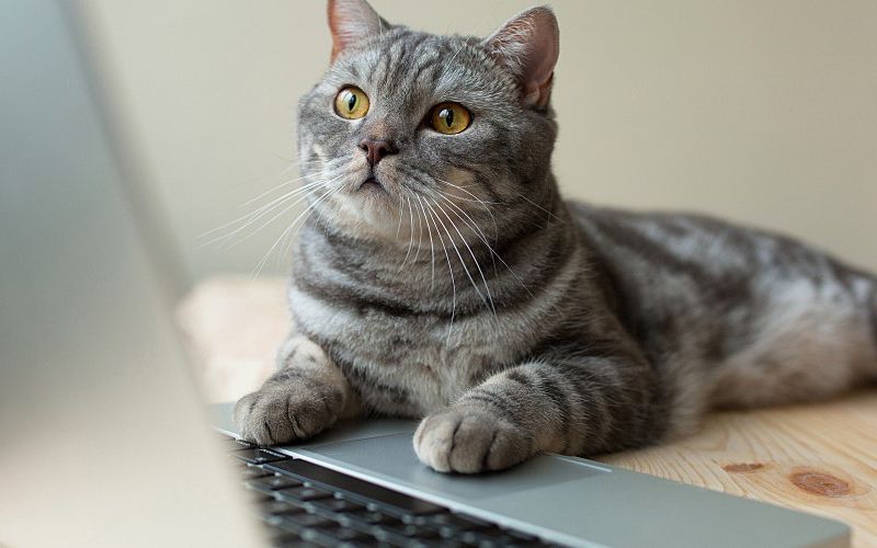 A gray cat looking at laptop screen.