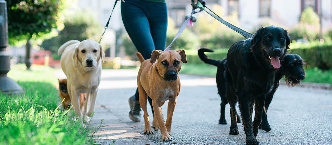 Dog walker walking three dogs.