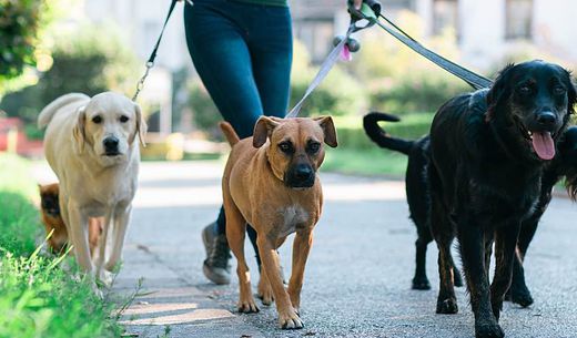 Dog walker walking three dogs.