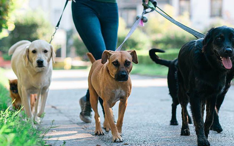 Dog walker walking three dogs.