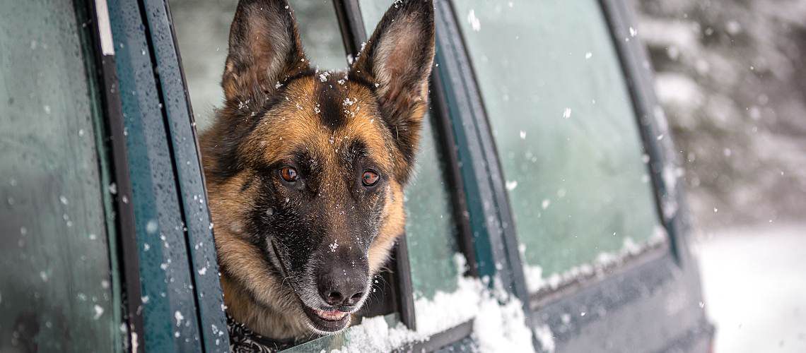 German shepherd looks outside car window in the snow.