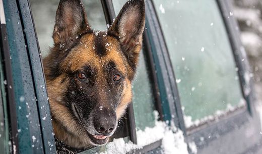 German shepherd looks outside car window in the snow.