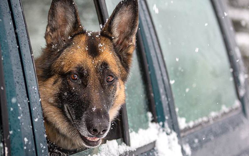 German shepherd looks outside car window in the snow.