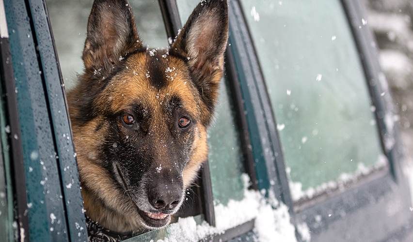 German shepherd looks outside car window in the snow.