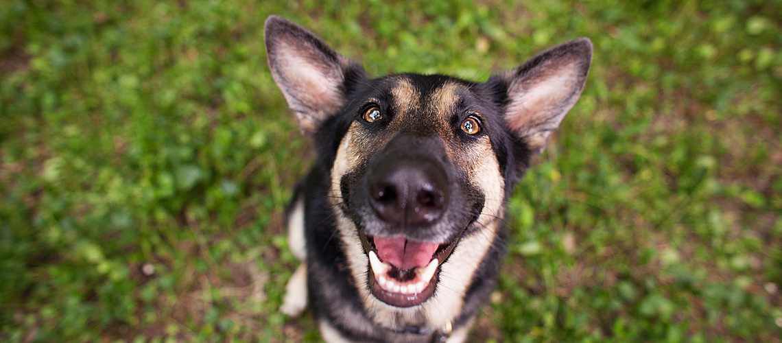 Smiling, happy dog looking up at the camera.