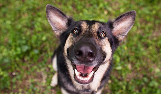 Smiling, happy dog looking up at the camera.