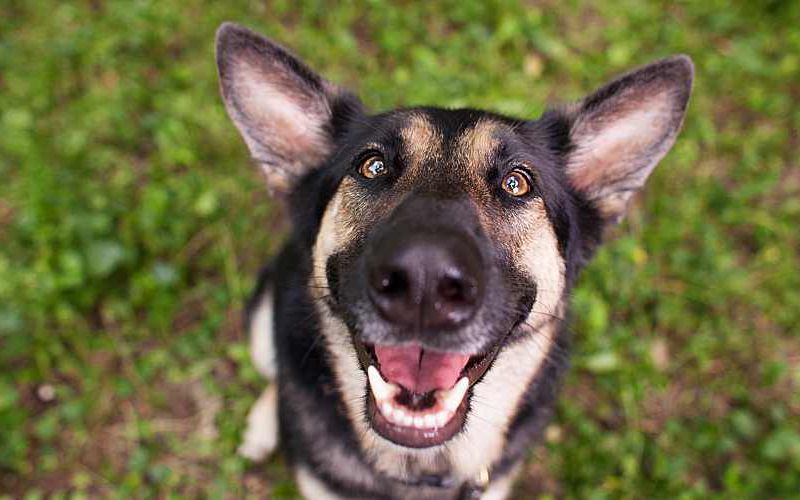 Smiling, happy dog looking up at the camera.