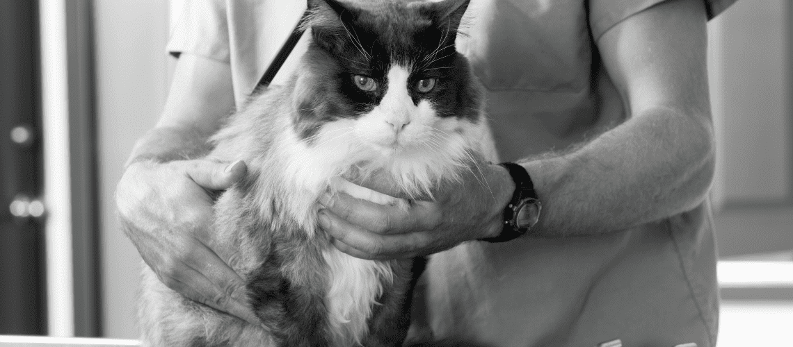 Black and white cat at the veterinary clinic.