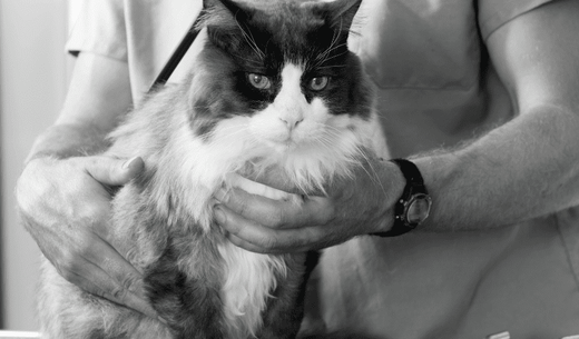 Black and white cat at the veterinary clinic.