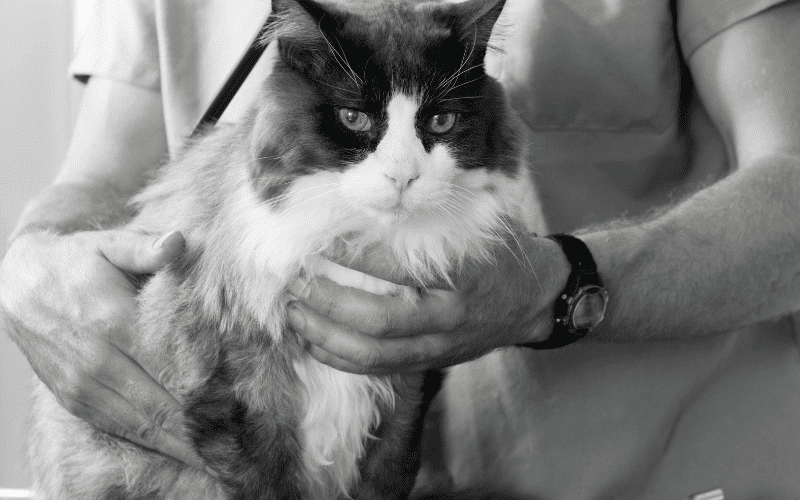 Black and white cat at the veterinary clinic.