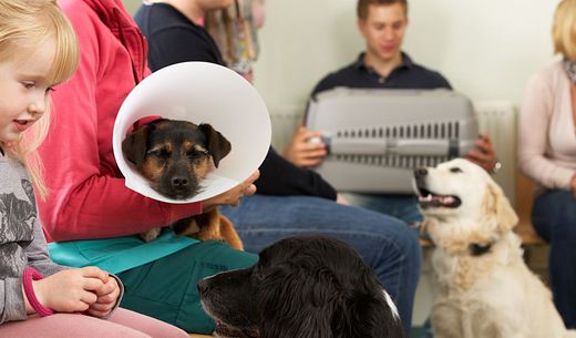 Crowded veterinary practice reception room.