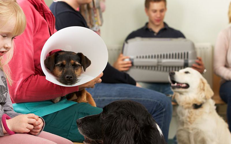 Crowded veterinary practice reception room.