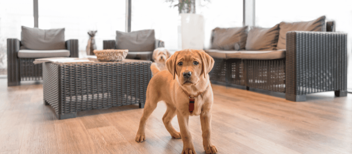 Photo of puppy staring at the camera.