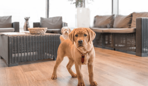 Photo of puppy staring at the camera.