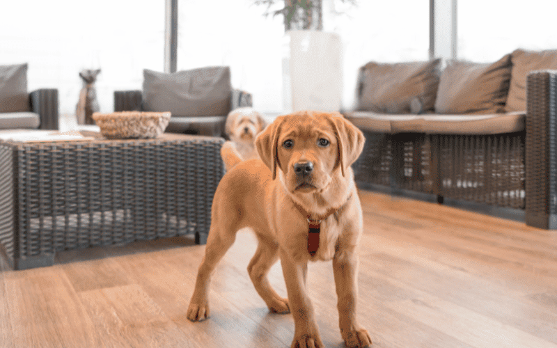 Photo of puppy staring at the camera.