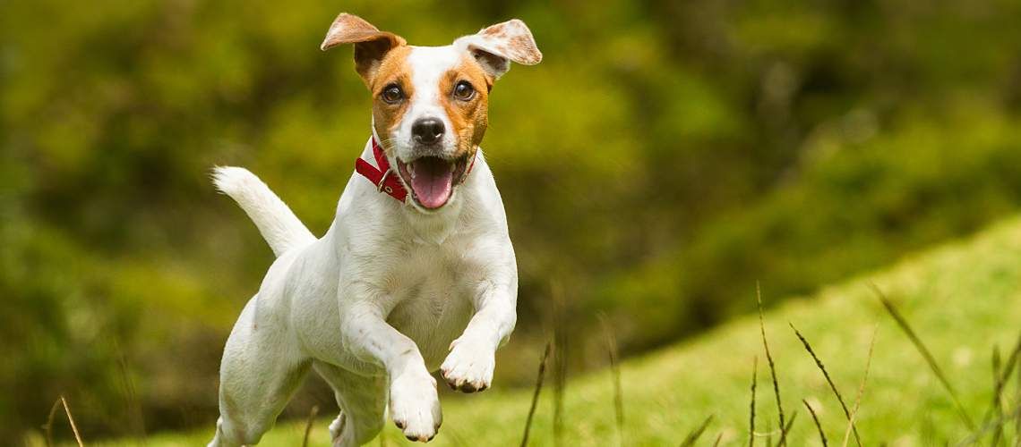 A Jack Russel terrier dog playing outside.