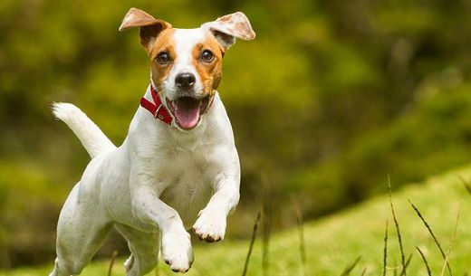 A Jack Russel terrier dog playing outside.