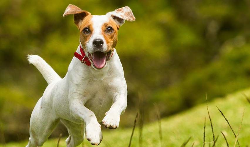 A Jack Russel terrier dog playing outside.