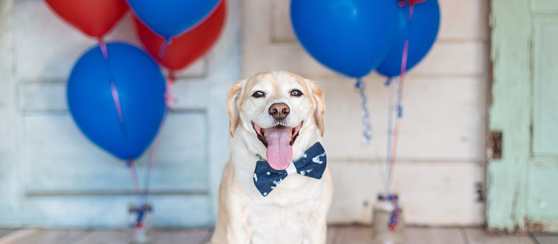 Yellow labrador sitting on porch with balloons.
