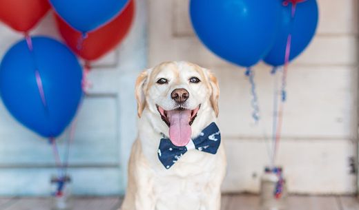 Yellow labrador sitting on porch with balloons.