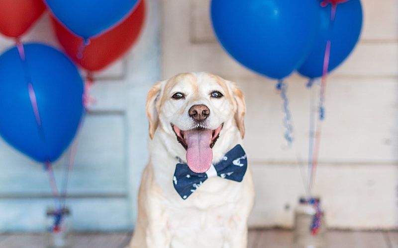 Yellow labrador sitting on porch with balloons.