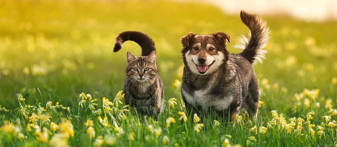 A happy dog and cat walk in a meadow.