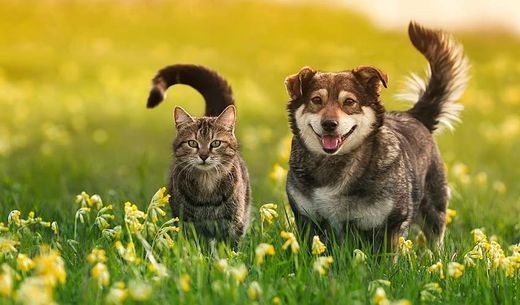 A happy dog and cat walk in a meadow.