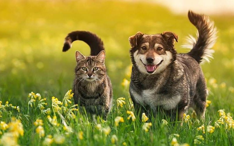A happy dog and cat walk in a meadow.