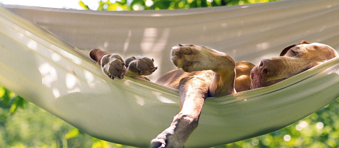 Dog sleeping in hammock in backyard.