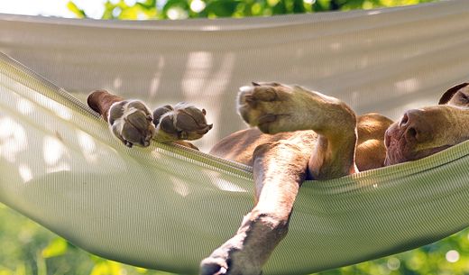 Dog sleeping in hammock in backyard.