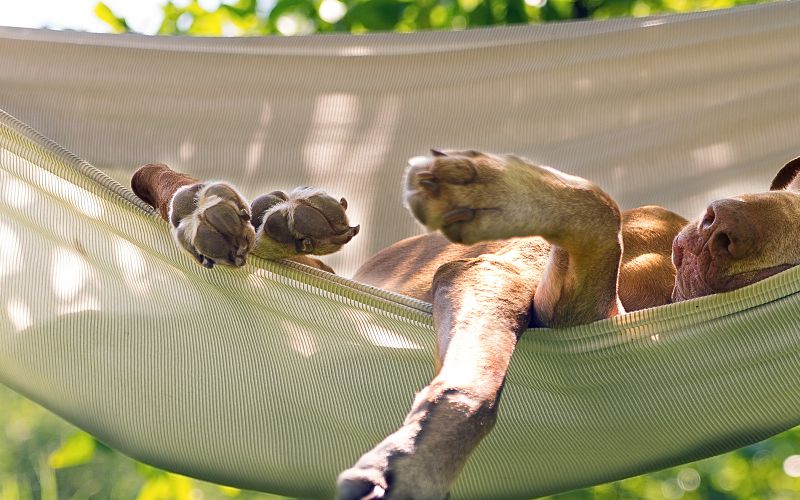 Dog sleeping in hammock in backyard.