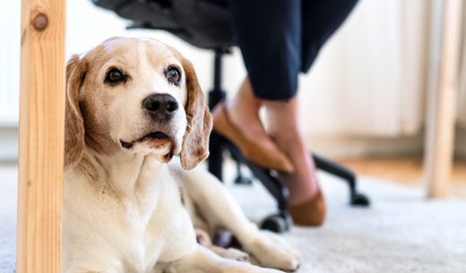 Beagle laying under desk while a practice manager works.