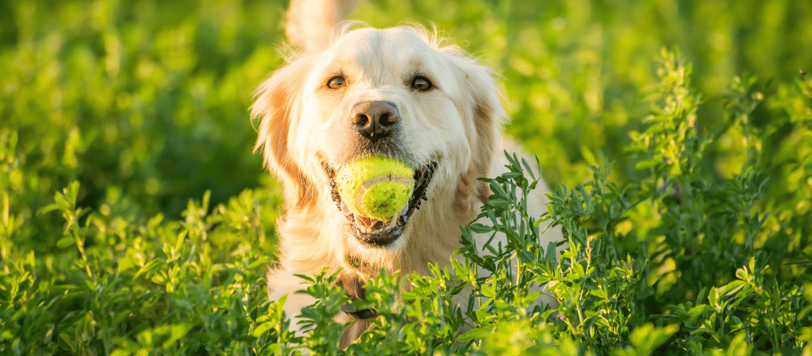 Dog with ball.