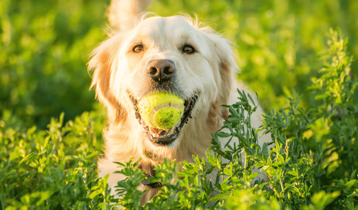 Dog with ball.