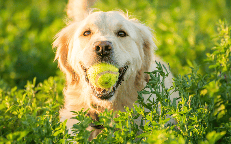 Dog with ball.