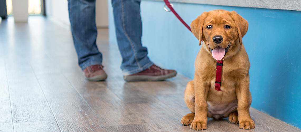Labrador puppy on leash in veterinary practice lobby.