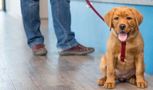 Labrador puppy on leash in veterinary practice lobby.